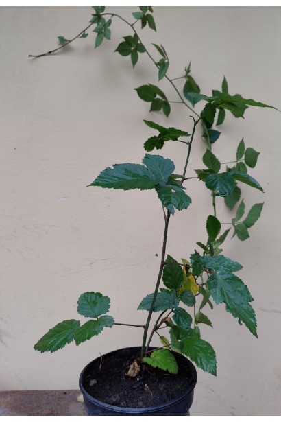 Ожина безколючкова Natchez-3л/вис.50-70см/Ø20-30см/4р